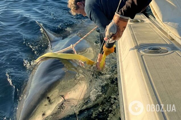 Самую большую белую акулу в истории заметили в Атлантике: она весит 749 кг