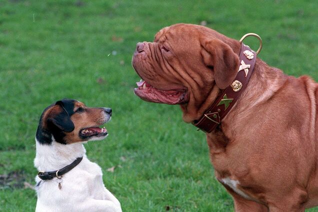 Ветеринар назвал пять пород собак, которые имеют самую короткую продолжительность жизни: одна из них живет всего 5 лет