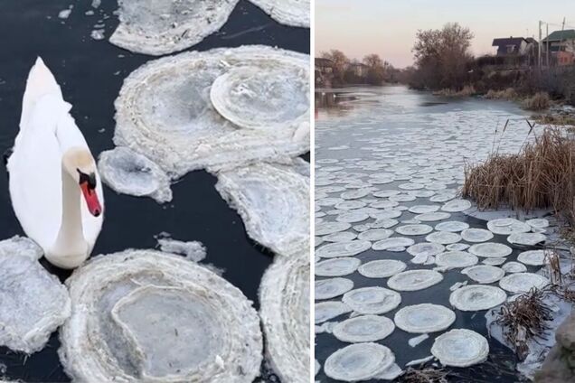 Крижані 'млинці': на Київщині помітили незвичайне природне явище. Відео