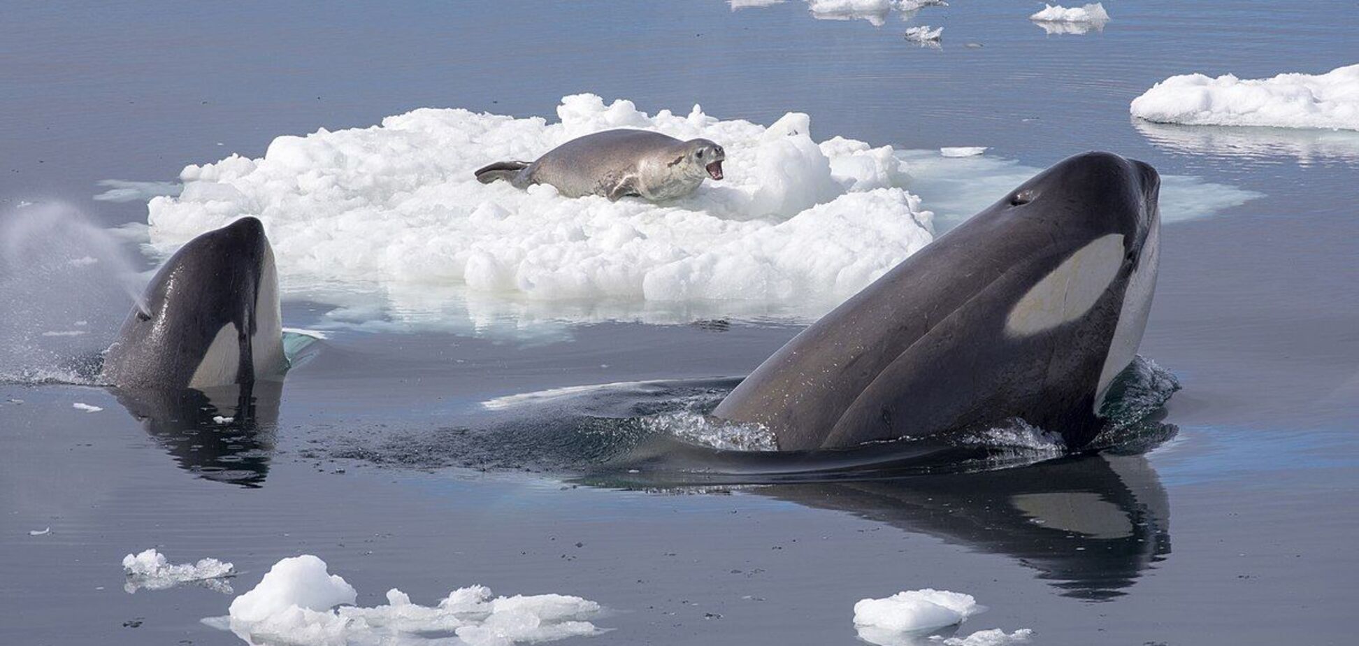 Як кити-вбивці навчають своїх дитинчат полювати на тюленів: приголомшливі кадри