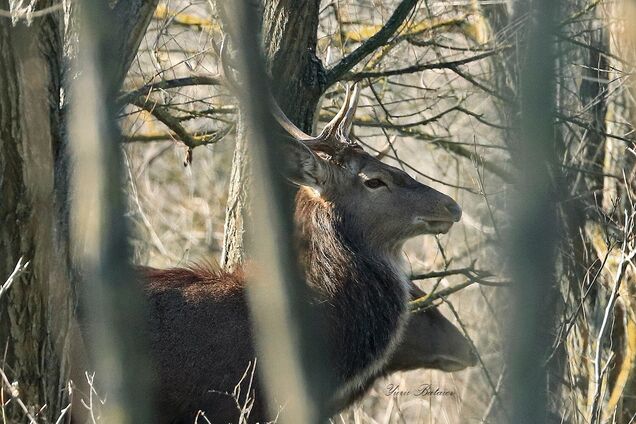 Запорожский фотограф показал животных, которых встретил на Хортице