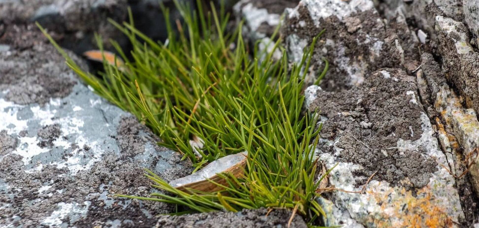 Як рослини виживають в екстремальних умовах Антарктики: українські вчені наблизились до розгадки таємниці