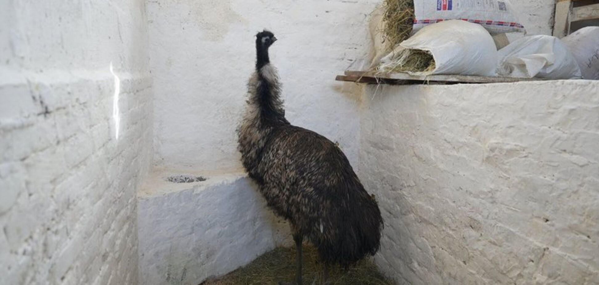 В Сумах приютили австралийского эму из Курской области. Фото