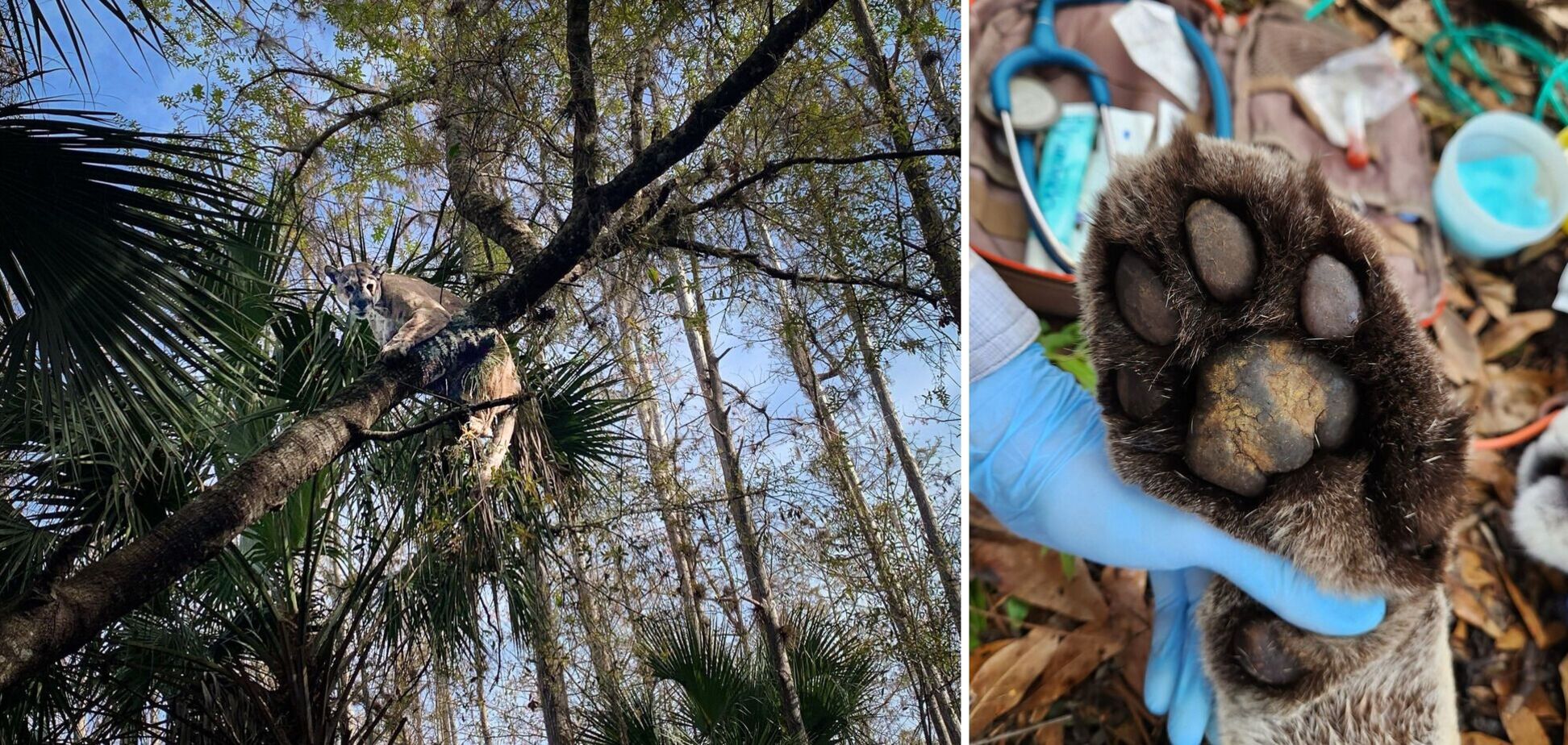 Тяжелейшую в истории гигантскую пантеру поймали во Флориде. Фото