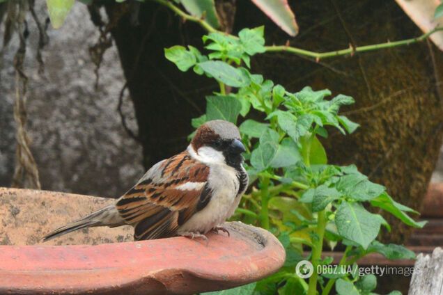Под угрозой не только воробьи: какие еще птицы могут исчезнуть в Украине