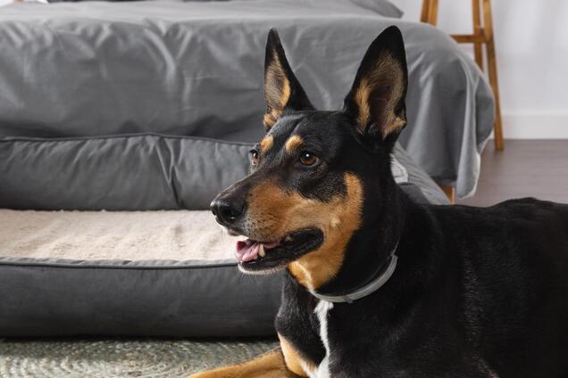 Ветеринары раскрыли простой способ разговаривать с собакой