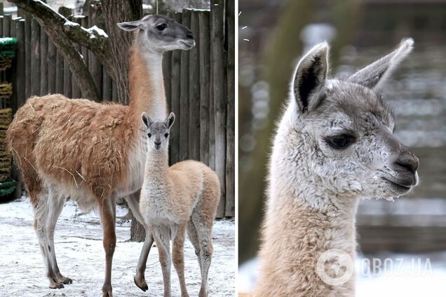 В Киевском зоопарке появился новый маленький экзотический пушистый житель. Подробности и фото
