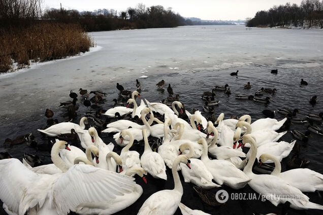 Почему лебедей и уток нельзя кормить хлебом