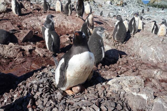 Несподіваний бебі-бум: біля 'Вернадського' помітили пінгвінів, які вдруге за сезон висиджують яйця