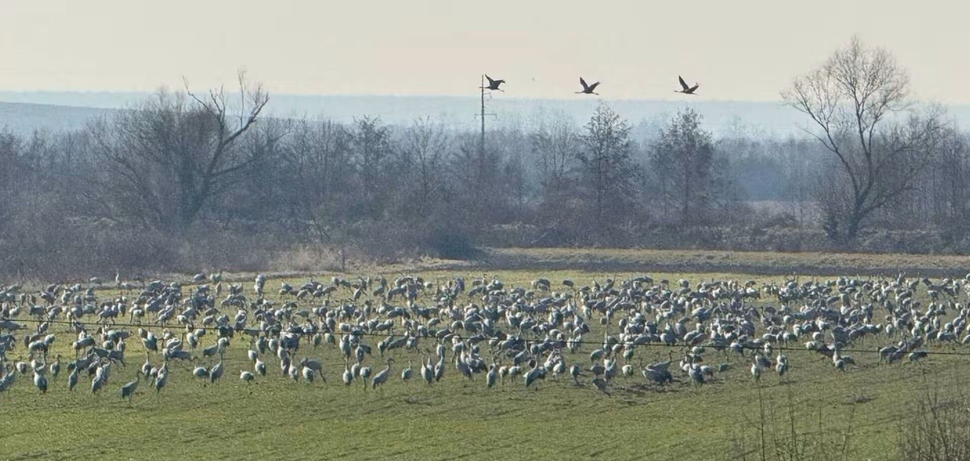 На Закарпатті посеред зими помітили близько 1000 журавлів. Фото і відео природної аномалії