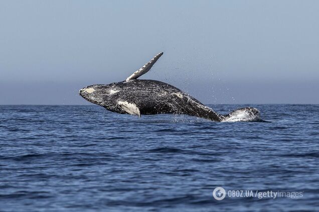 Впечатляющее видео: кит проглотил человека, а затем его выплюнул