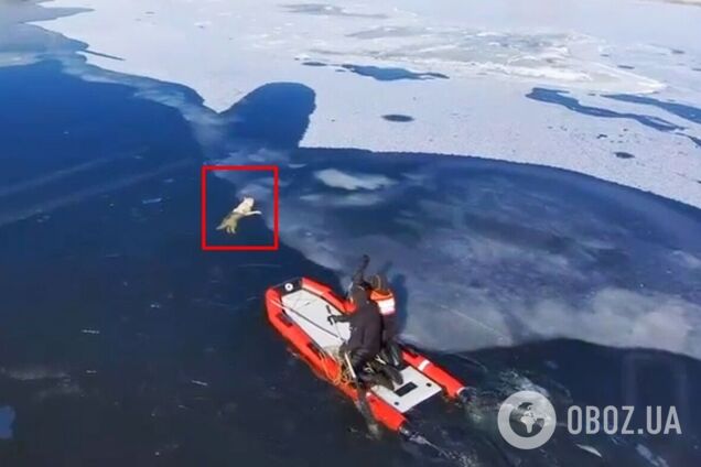 Бросился за лебедем: в Киеве бойцы ГСЧС спасли собаку из ледяной воды Днепра. Видео