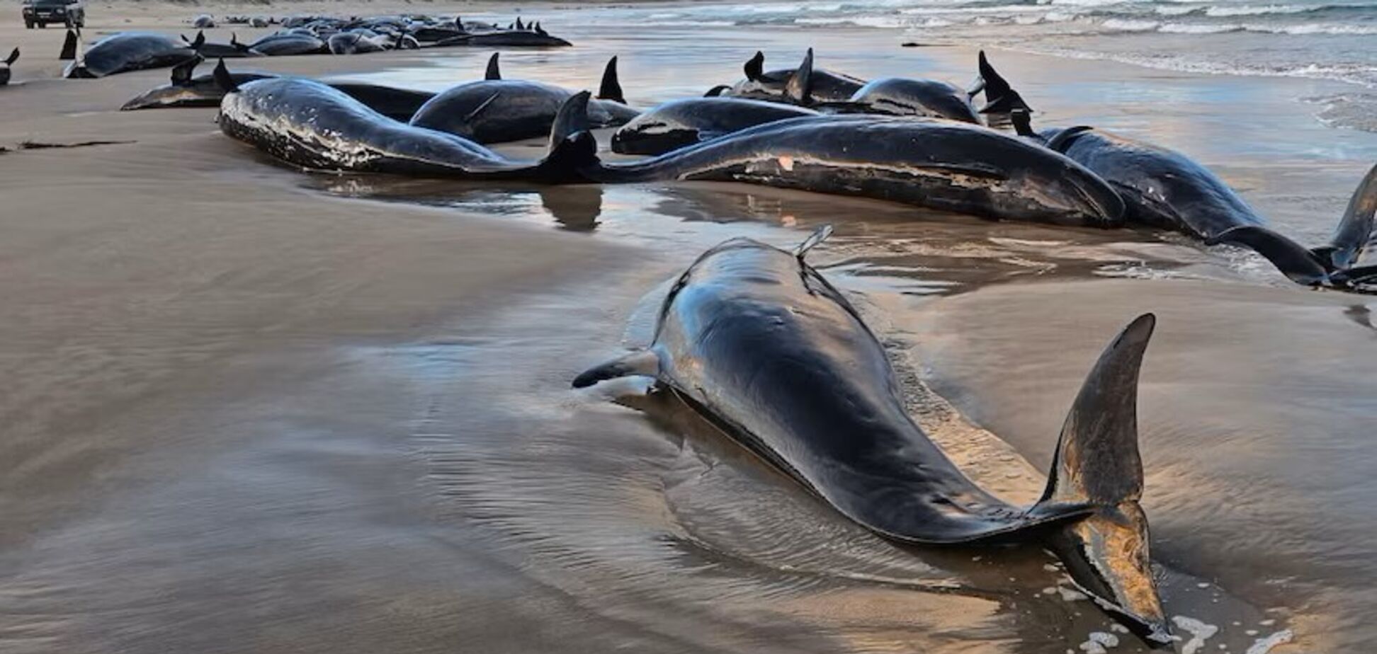 Более 150 китов выбросились на побережье Австралии: 90 из них подвергнут эвтаназии. Почему 'добрая смерть' – лучший выход