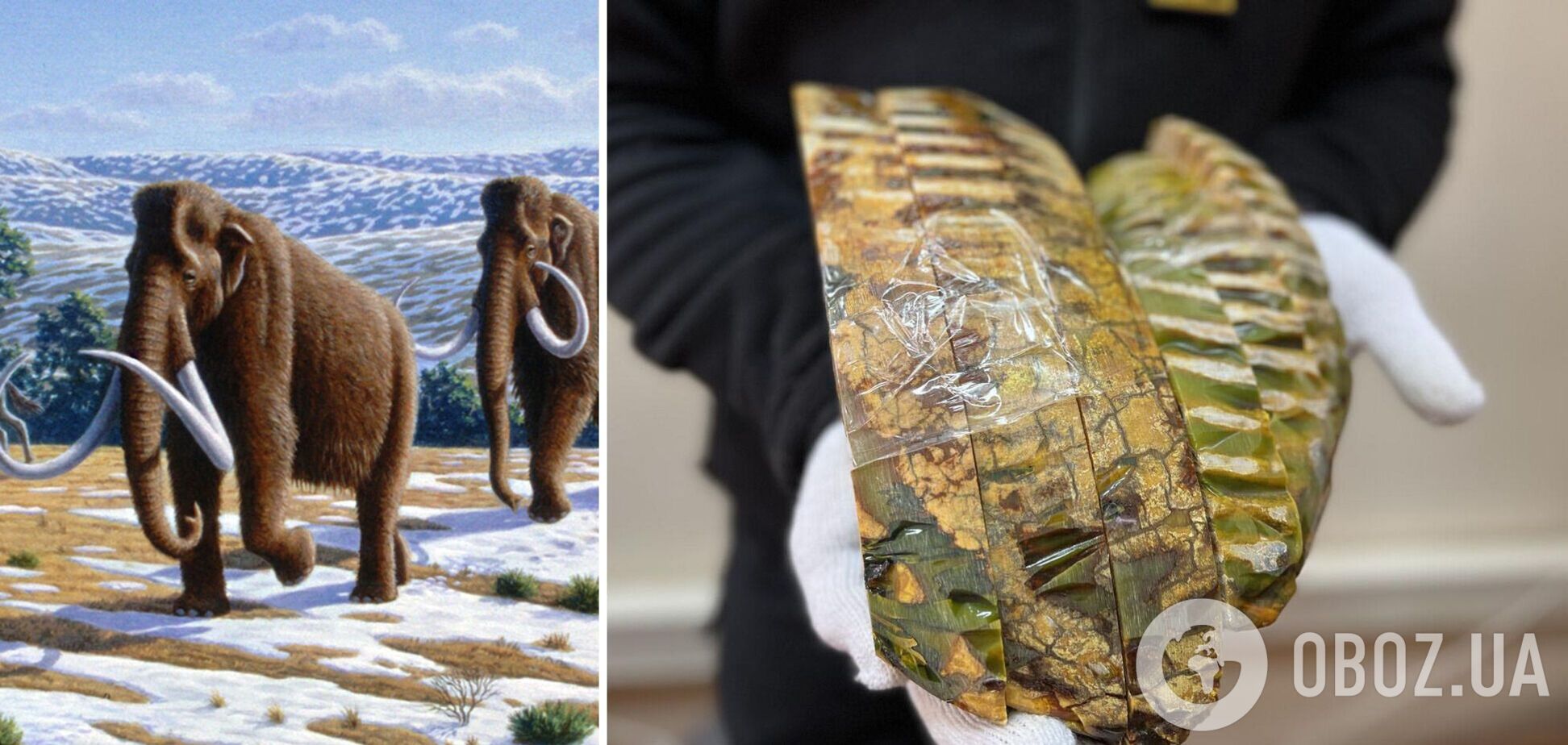 Из Украины в США пытались отправить зубы мамонтов под видом 'художественных заготовок' за $10. Подробности и фото