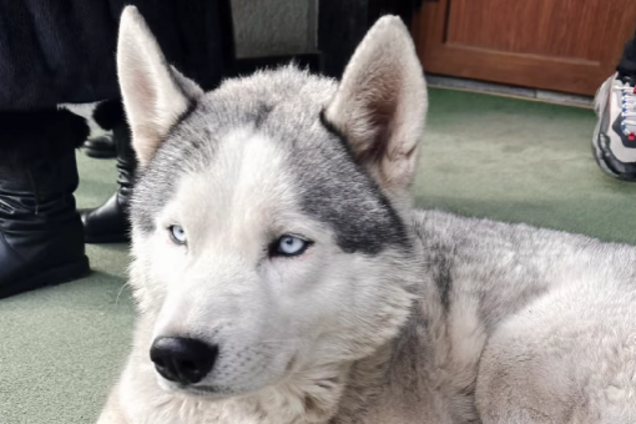 'Вірність, яку не зламати': у Чернівцях собака щодня чекає біля під'їзду свого господаря, якого мобілізували. Відео