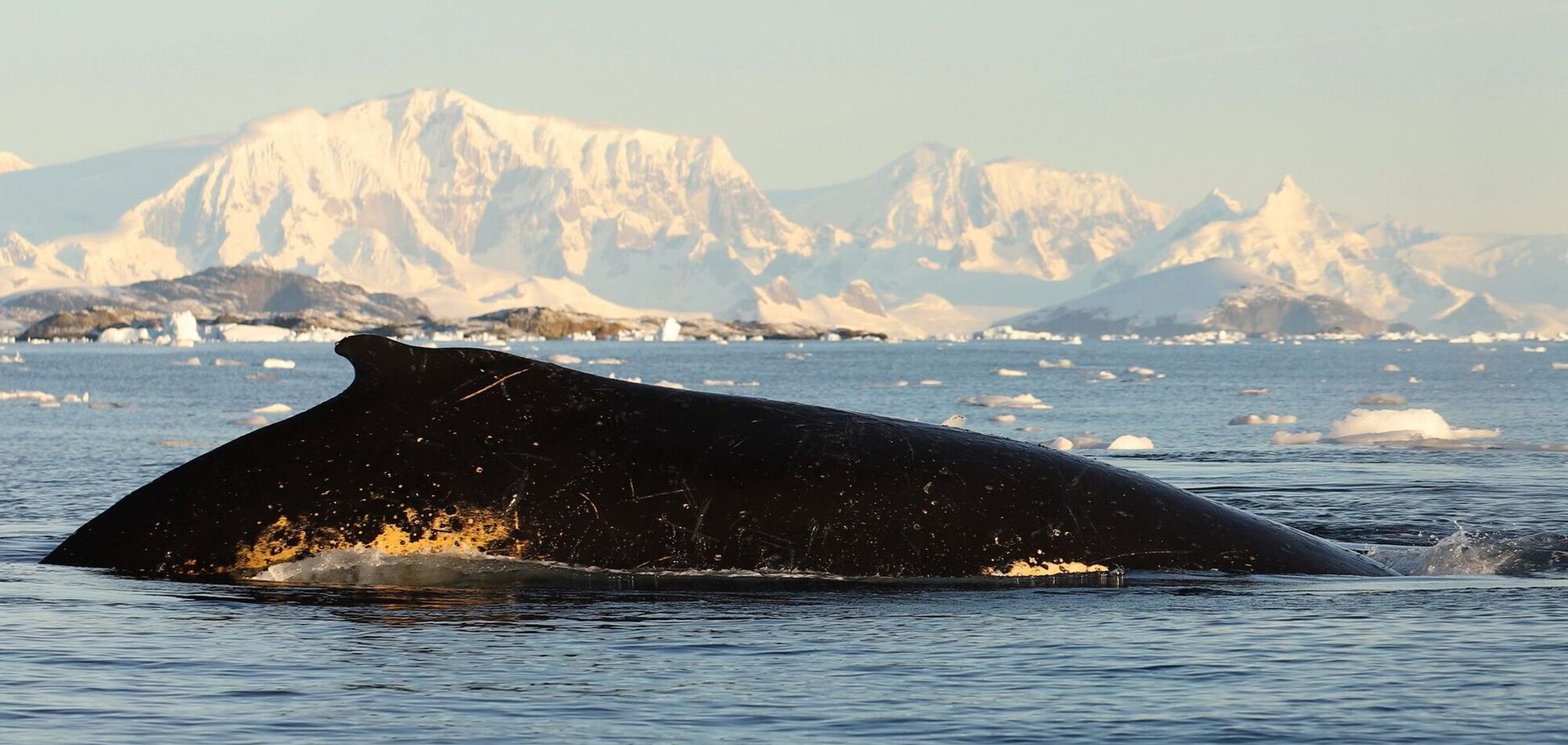 Пускал фонтаны и переворачивался животиком вверх: кит устроил увлекательную игру с украинскими полярниками. Видео