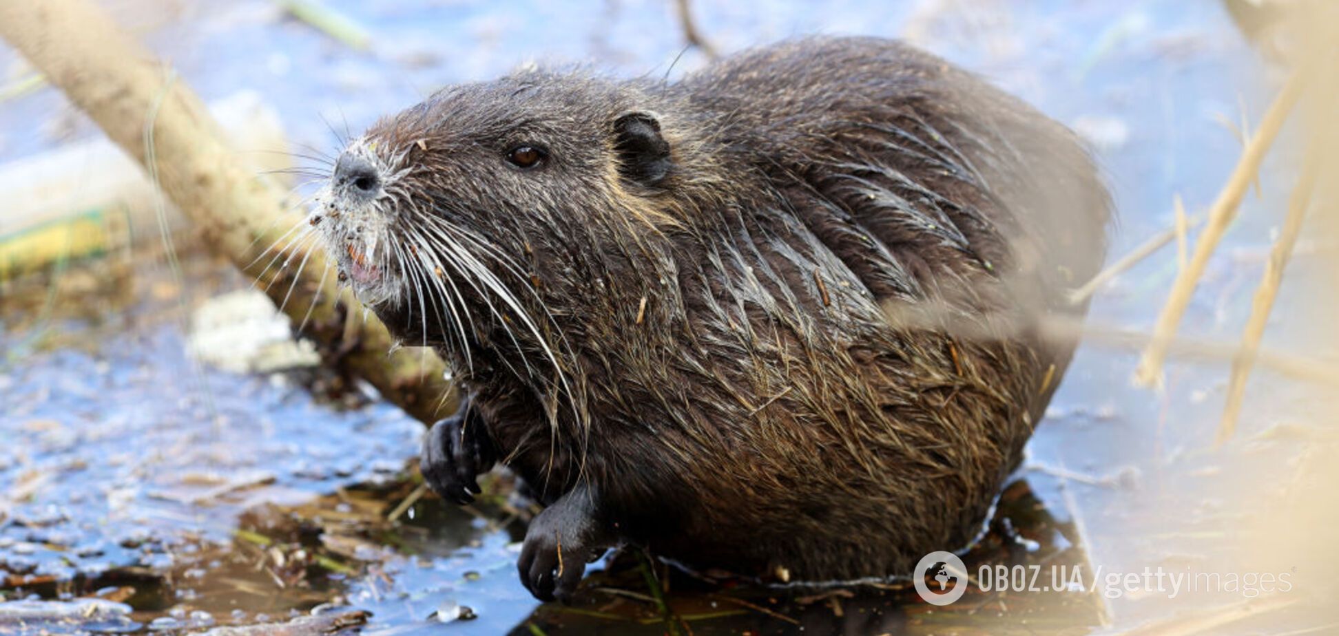 У нацпарку на Одещині помітили мінімум 100 нутрій: збентежені вчені звернулися до людей. Фото, відео