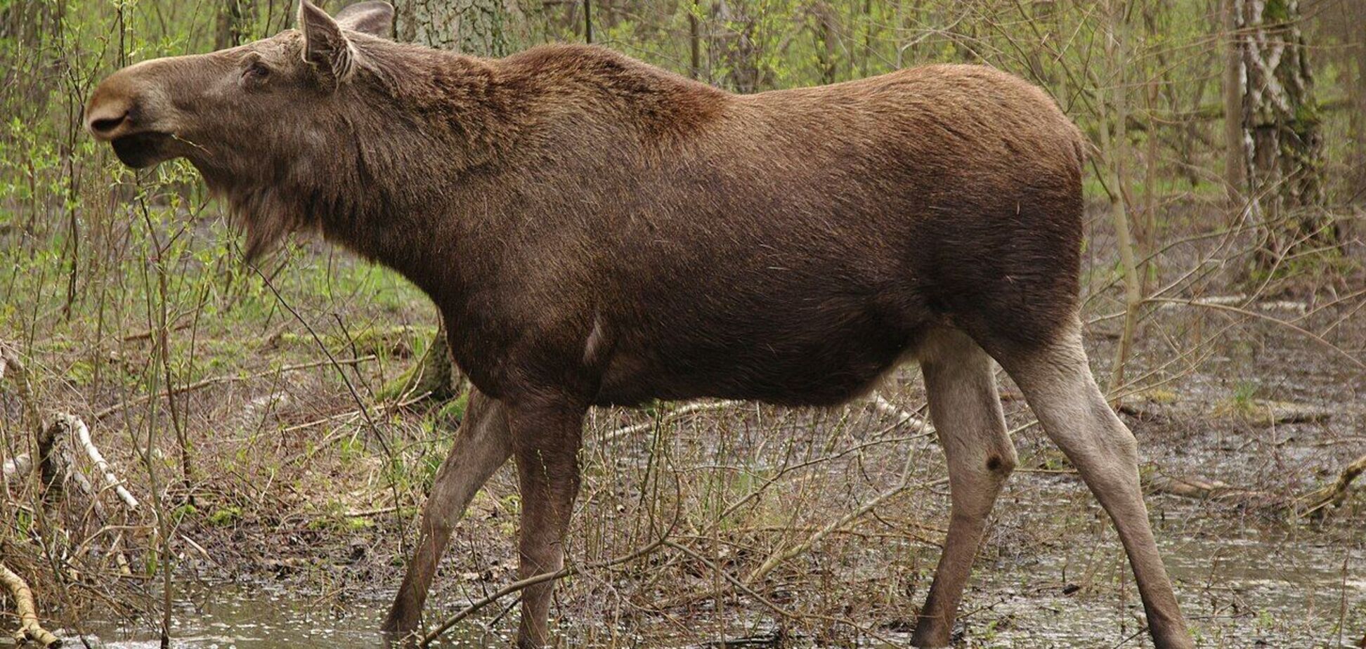 Занесены в Красную книгу и одни из самых больших в Украине: редкие животные попали на видео в нацпарке на Ривненщине