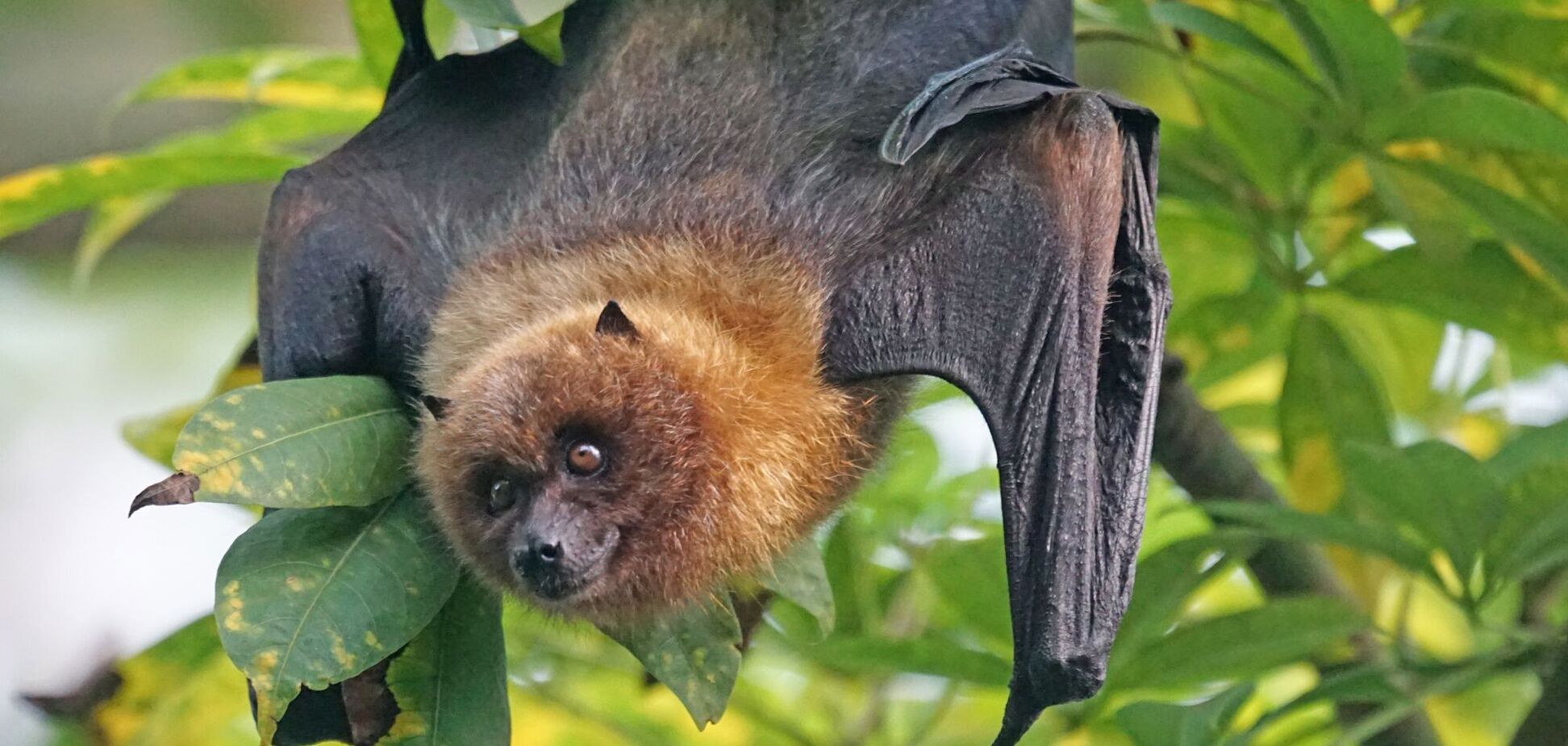 Китайські вчені виявили новий коронавірус у кажанів, здатний заражати людей аналогічно COVID-19