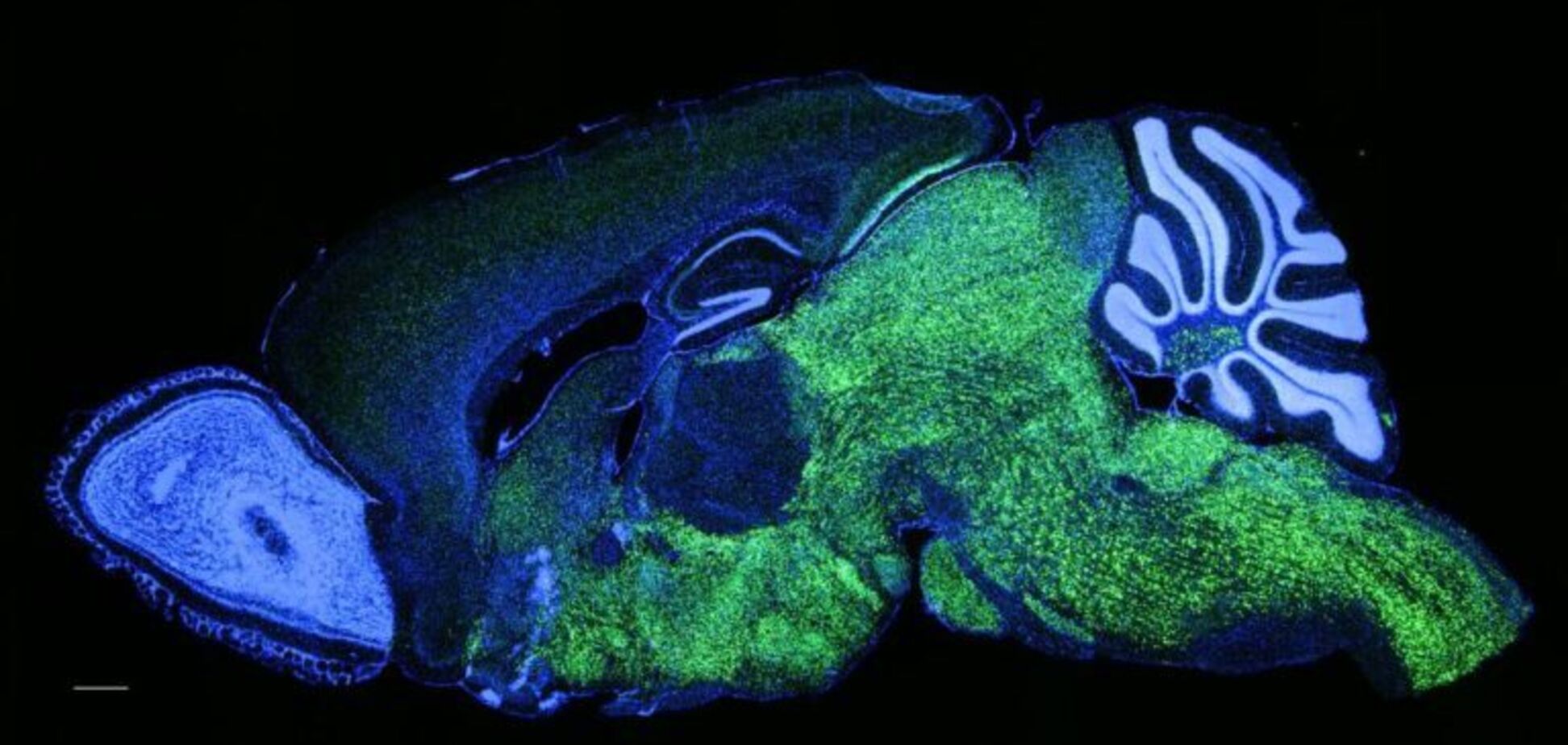 Ученые ввели ген человеческого языка в мышей и изменили их голос