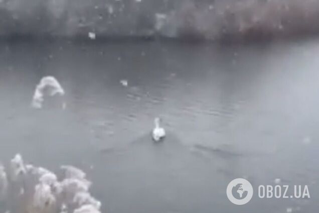 В Кривом Роге спасли лебедя из замерзшего водоема
