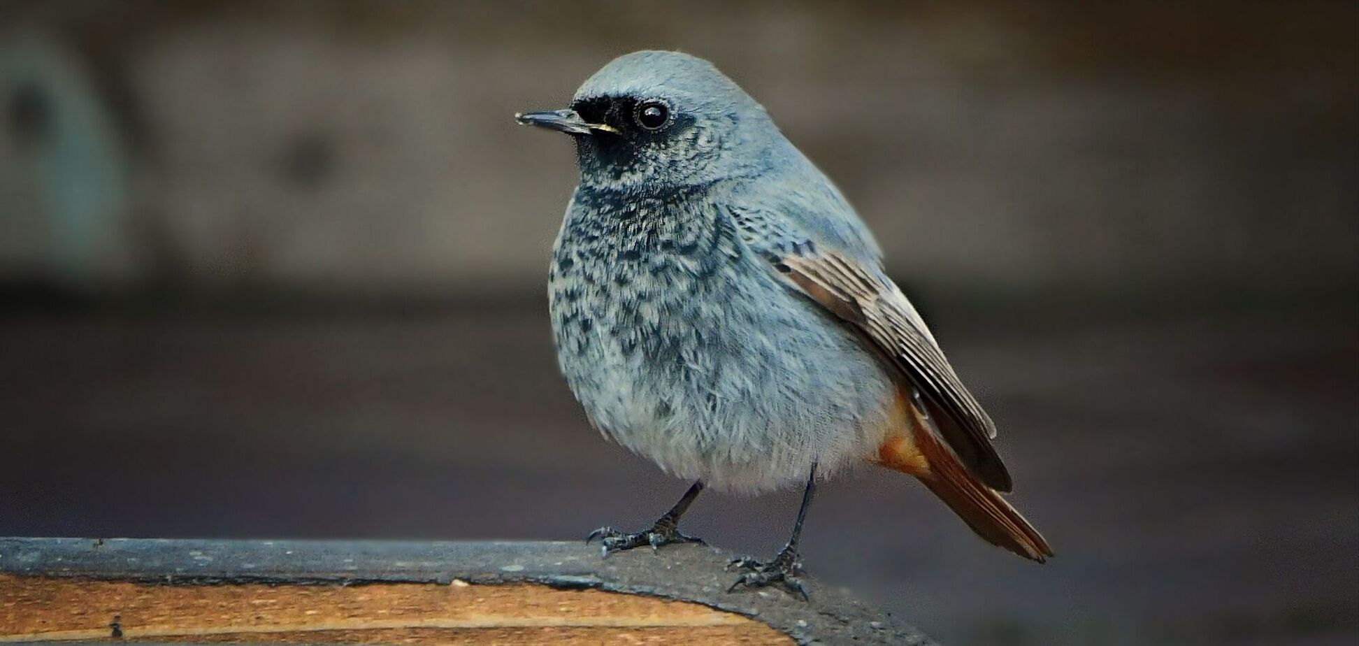 'Як вона не змерзла?' У Черкасах серед зими помітили пташку, якої в Україні не повинно було бути