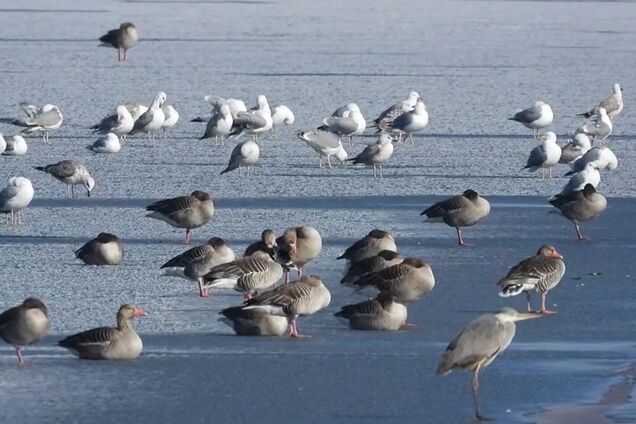 'Ой летіли дикі гуси…' Уникальное зрелище зафиксировали на Прикарпатье: около 500 птиц 'оккупировали' водоем