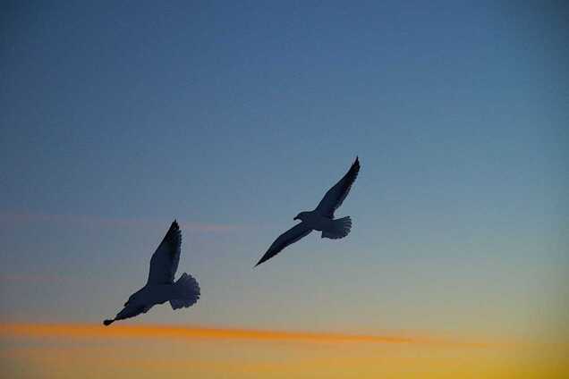 Орнитолог назвал птиц, которые оказались под угрозой исчезновения в Украине из-за войны