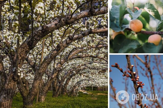 Что посадить под абрикосом, чтобы плоды не были червивыми