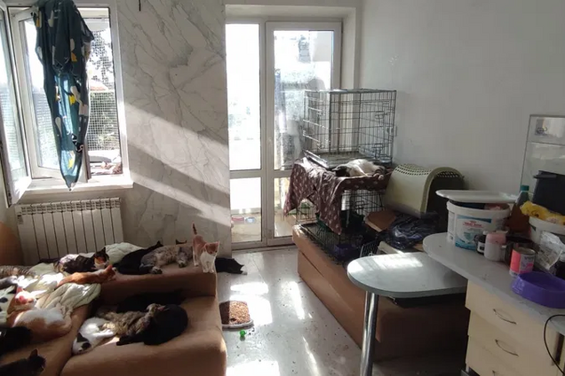 В Киеве ищут человека, который бы ухаживал за 45 котами в одной