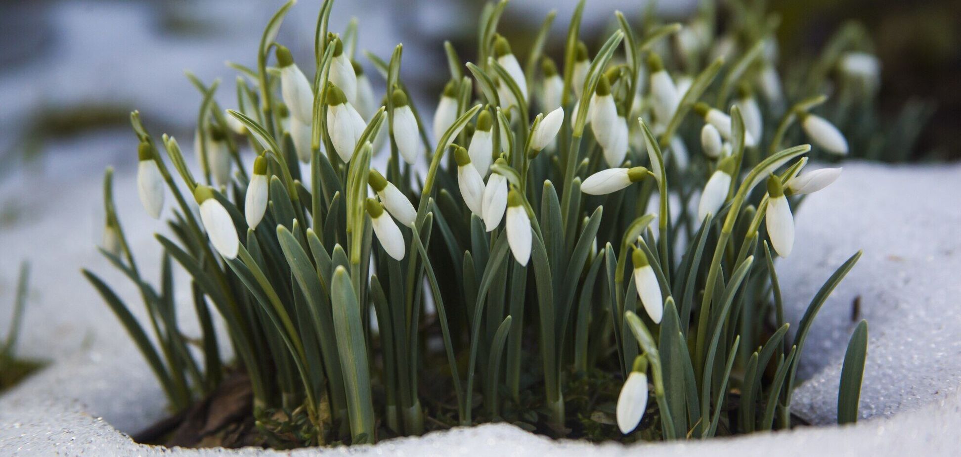 В Украину идет весеннее потепление: синоптик сказала, когда будут преобладать плюсовые температуры