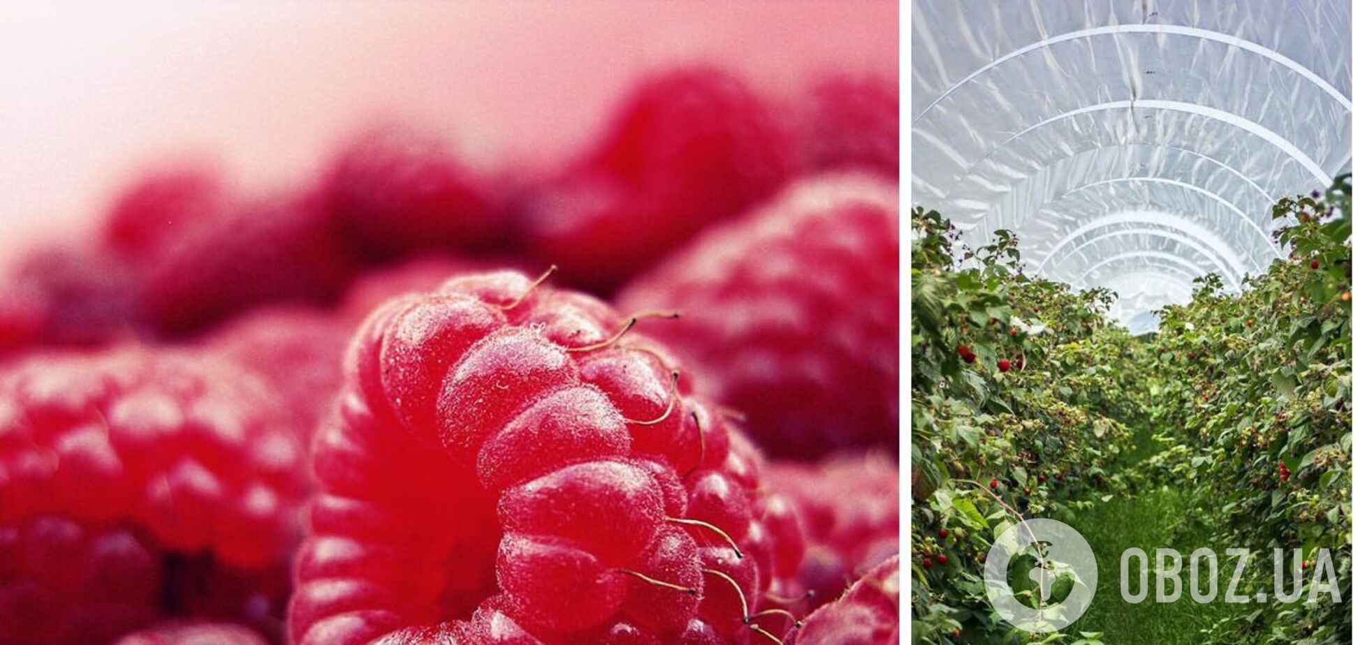 Чим підживити малину, щоб значно збільшити урожай: поради експертів