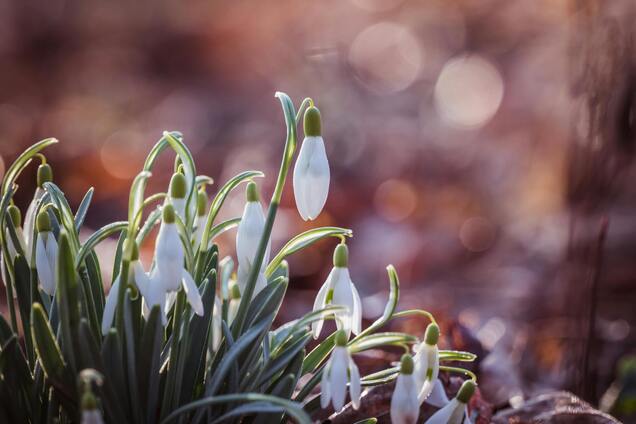 Погода в Украине в марте 2025 - Синоптики рассказали, какой будет погода 8 марта в Украине