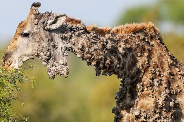 Жирафа з рідкісним захворюванням зняли на фото в Південній Африці: все тіло тварини вкрито наростами