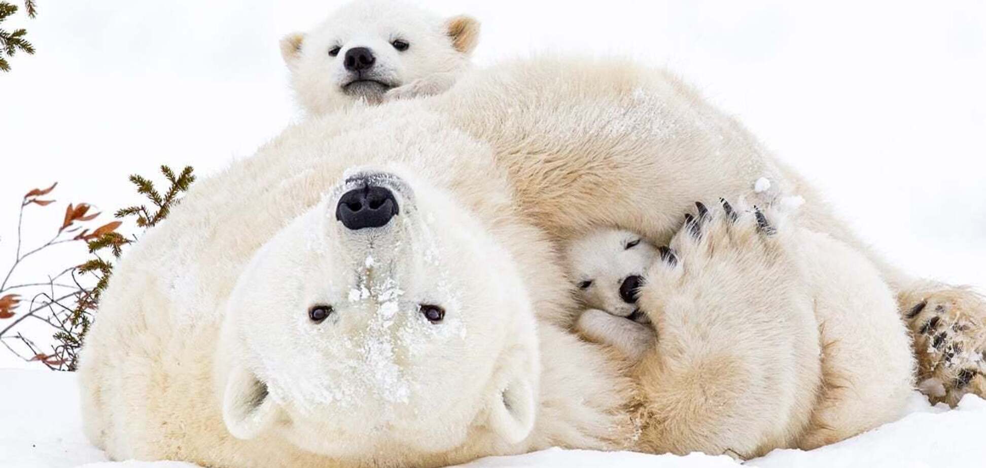 Зоологи зафіксували, як троє крихітних ведмежат виходять з барлогу: на зйомку неймовірних кадрів пішло 10 років