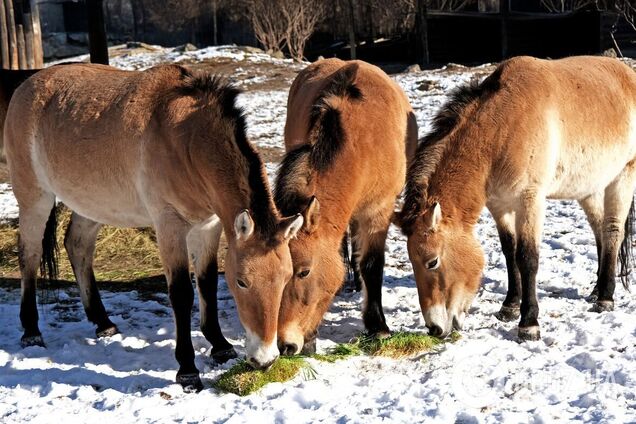 В честь World Horse Day: в Киевском зоопарке лошадей Пржевальского угостят особым обедом. Фото