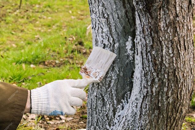 Почему на самом деле в СССР белили деревья и бордюры: речь не о сохранении природы