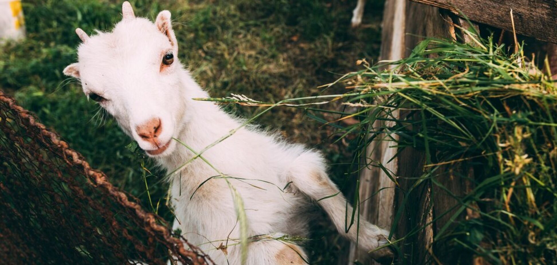 В Україні стартував прийом заявок на спеціальні бюджетні дотації