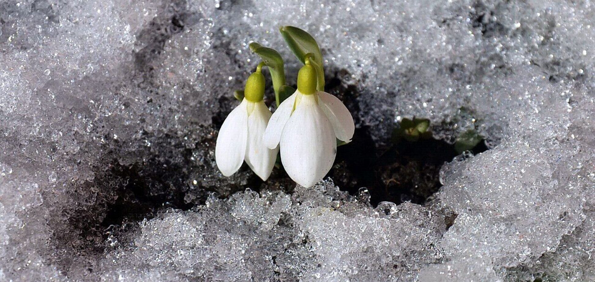У Києві в Гідропарку з'явилися перші підсніжники. Фотофакт