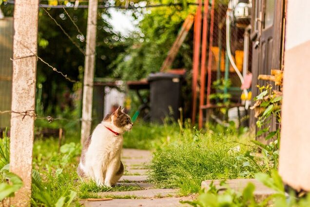 Домашний или уличный кот: в чем разница и какого лучше выбрать