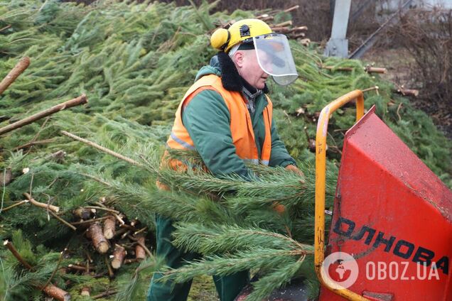 В КГГА рассказали, сколько новогодних деревьев в Киеве сдали на экологическую утилизацию