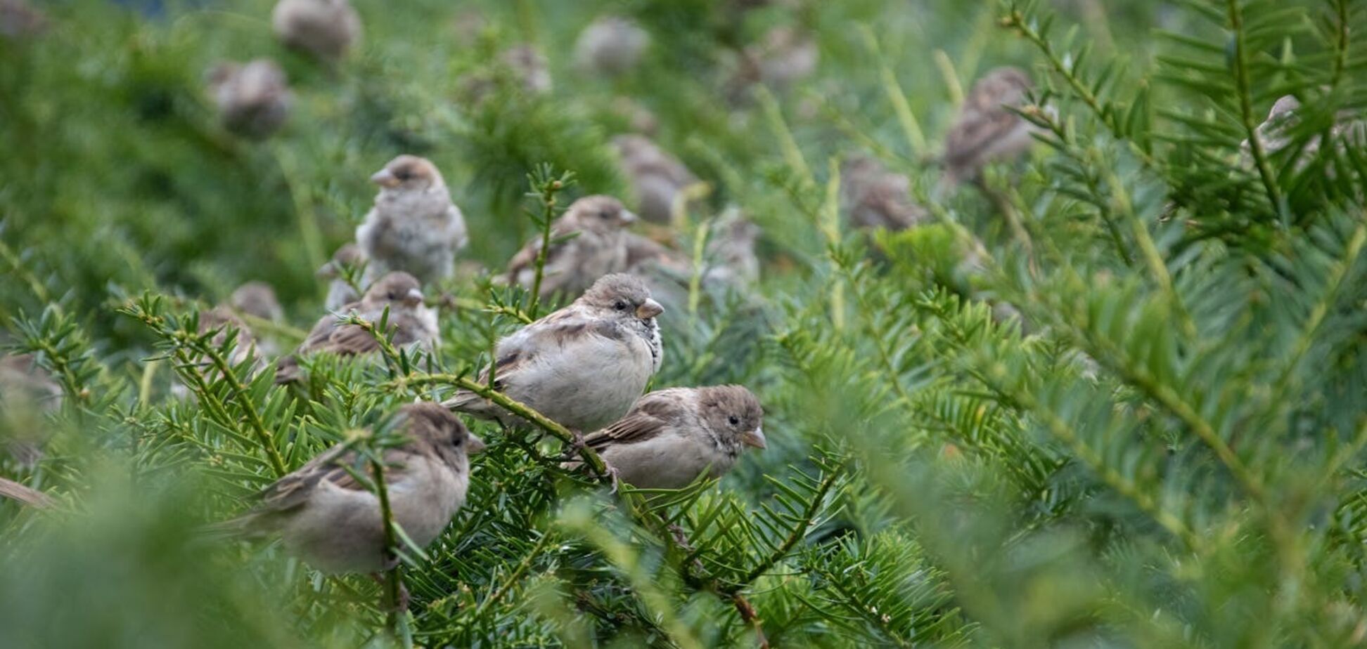 Навіщо Китай купляв у СРСР горобців: пояснення
