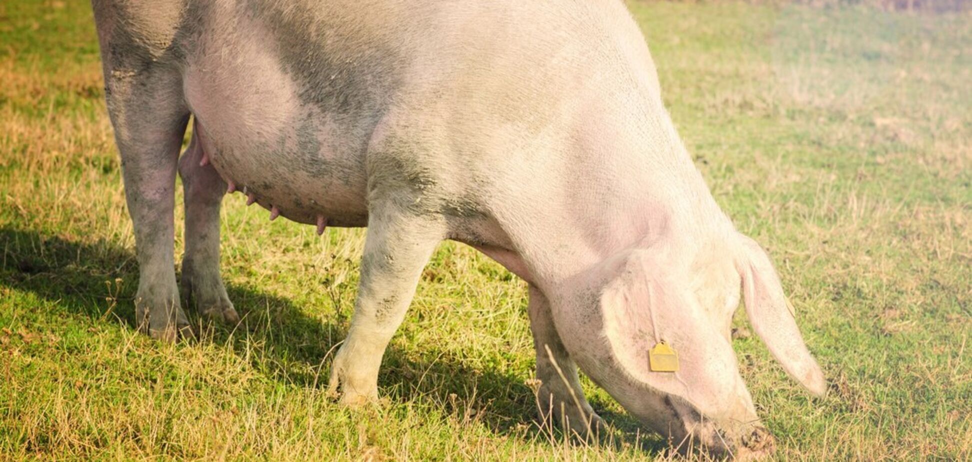 Нет глаз и плачет, как младенец: на Филиппинах родился поросенок-мутант