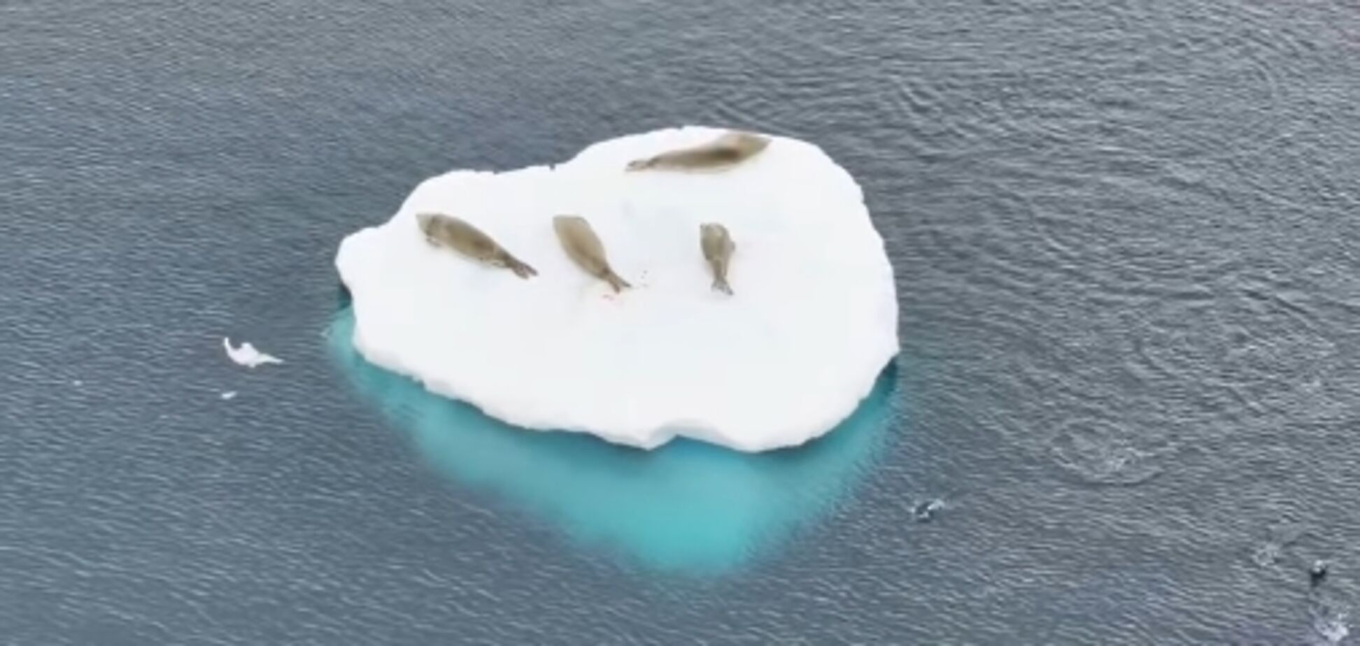 Тюлені релаксують, а пінгвіни полюють: біля 'Вернадського' зафіксували цікаву картину. Відео