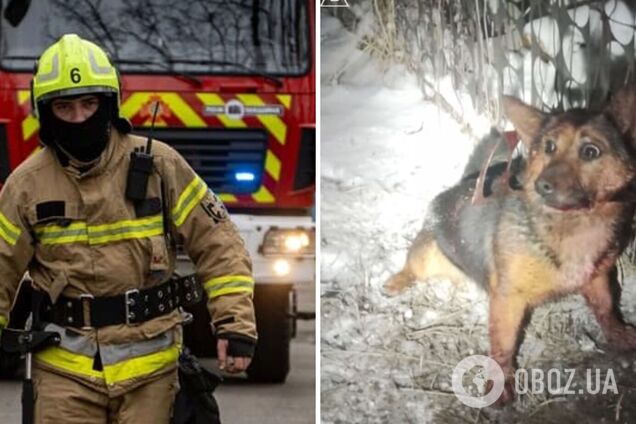 Спасатели ГСЧС освободили собаку, застрявшую в металлическом заборе - фото и видео