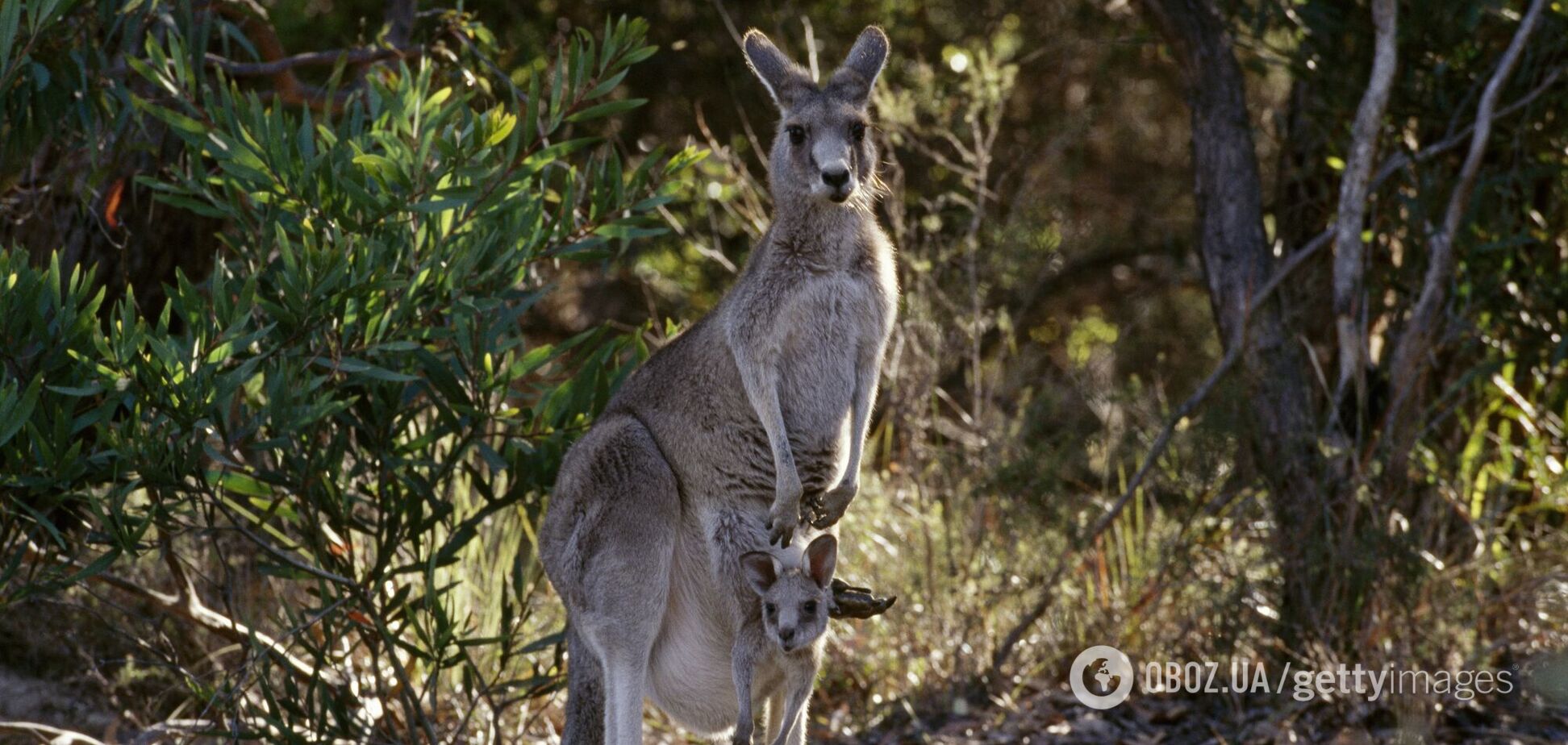 Австралийские ученые создали первый в мире эмбрион кенгуру: почему это важно