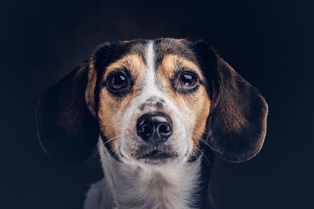 Це ображає їхні почуття: ветеринар назвав чотири речі, які не варто робити з собаками