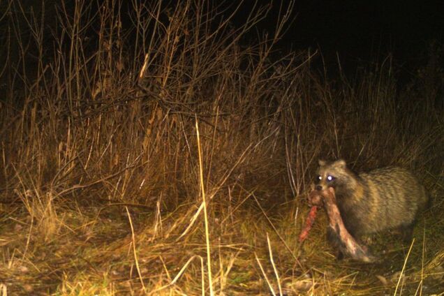 'Ты не ты, когда голоден'. Смешной енот попал на фото в Чернобыльском заповеднике