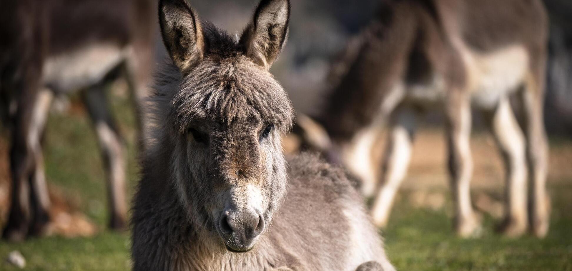 'Это нормально': в России оправдали использование армией Путина ишаков на фронте