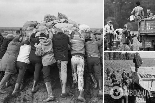 Чому в СРСР дітей і дорослих масово змушували їздити 'на картоплю': як усе було